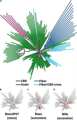 Genomic and Chemical Diversity of Commercially Available High-CBD Industrial Hemp Accessions